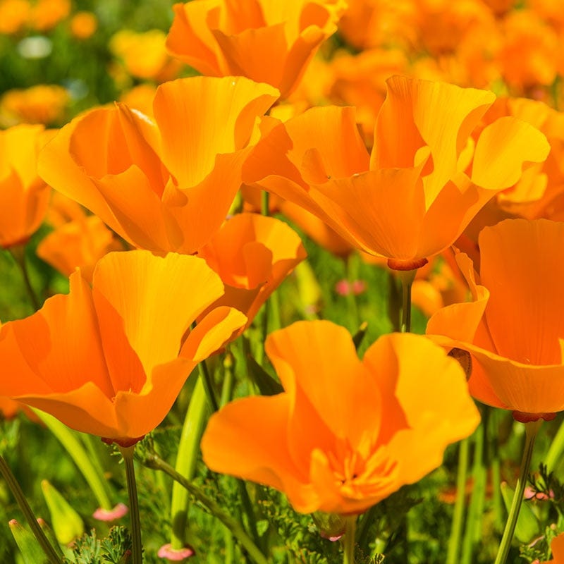 California Poppy Seeds