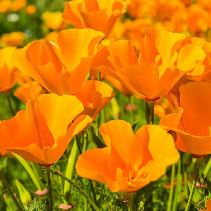 California Poppy Seeds