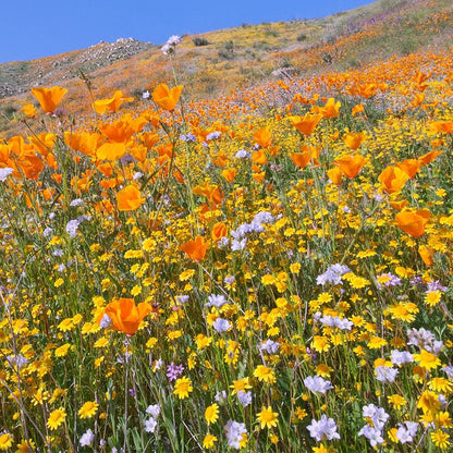 Native Southwest Wildflower Seed Mix