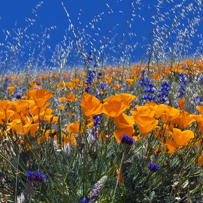 Southwest Pollinator Wildflower Seed Mix