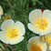Ivory Castle California Poppy Seeds