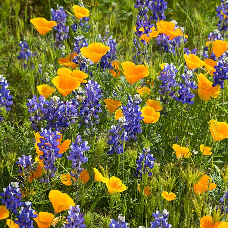Deer Resistant Wildflower Seed Mix