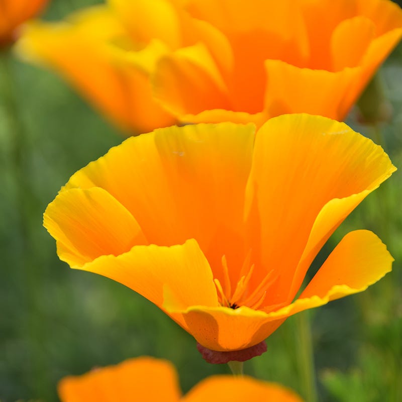 California Poppy Seeds