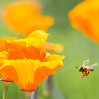 California Poppy Seeds