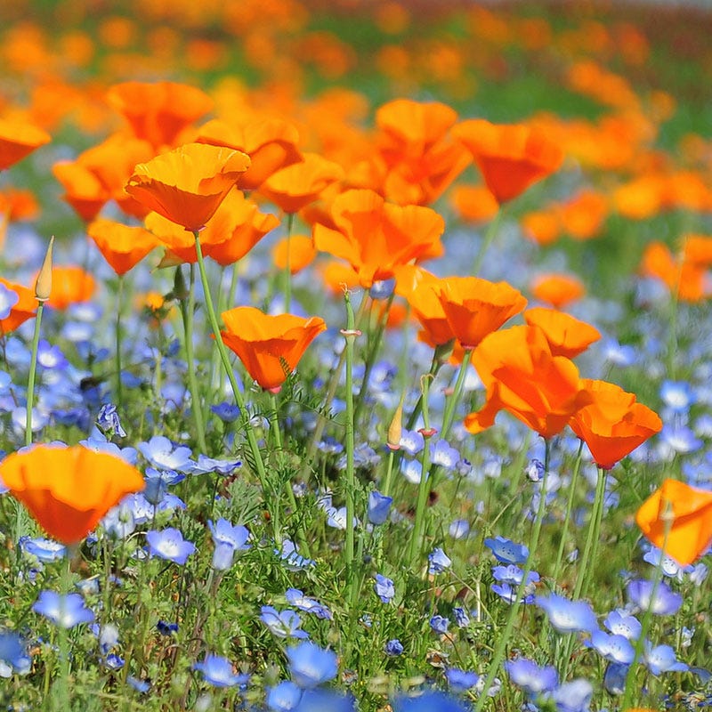 california poppy seeds planting California Poppy Seeds, Eschscholzia