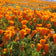 California Poppy Seeds|Orange California Poppy Seeds, Eschscholzia californica