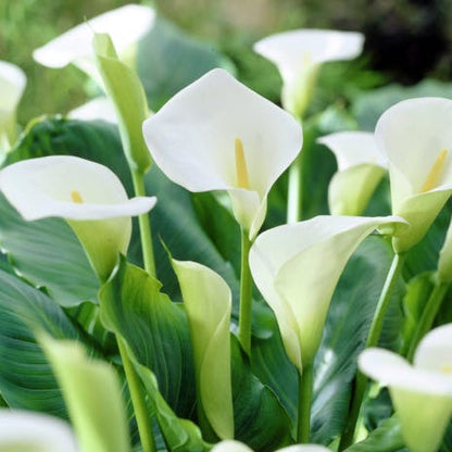 Elegance Bouquet Collection (Late-Summer Flowers)