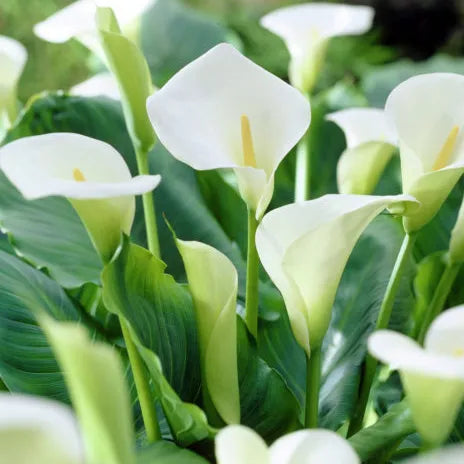 white dove arum lily White Florist Calla Lily
