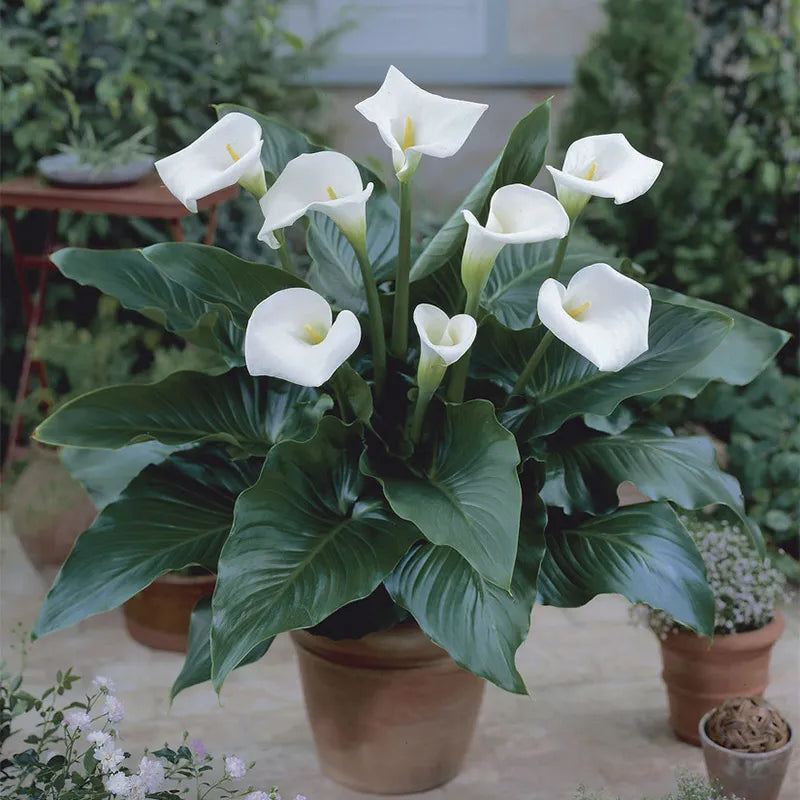 calla lily indoor plant White Florist Calla Lily