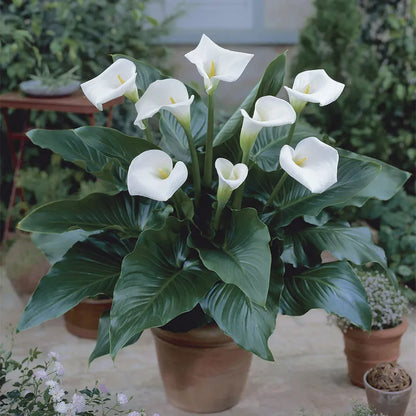 White Florist Calla Lily