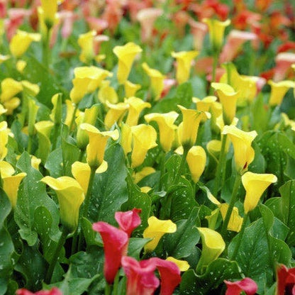 Best Gold Calla Lily