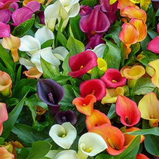 Calla Lily Flower Bulbs