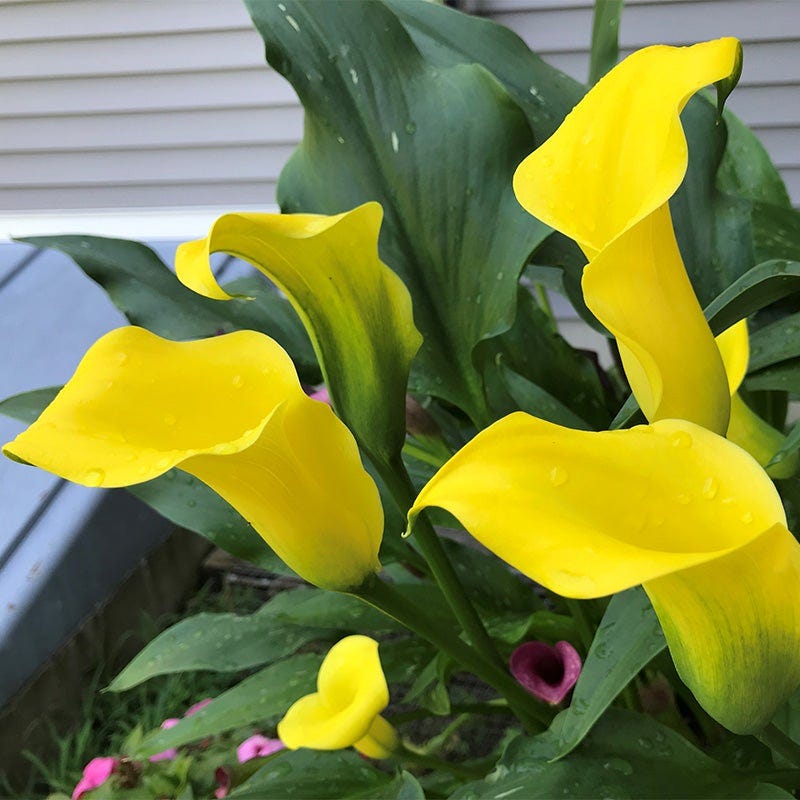 Best Gold Calla Lily