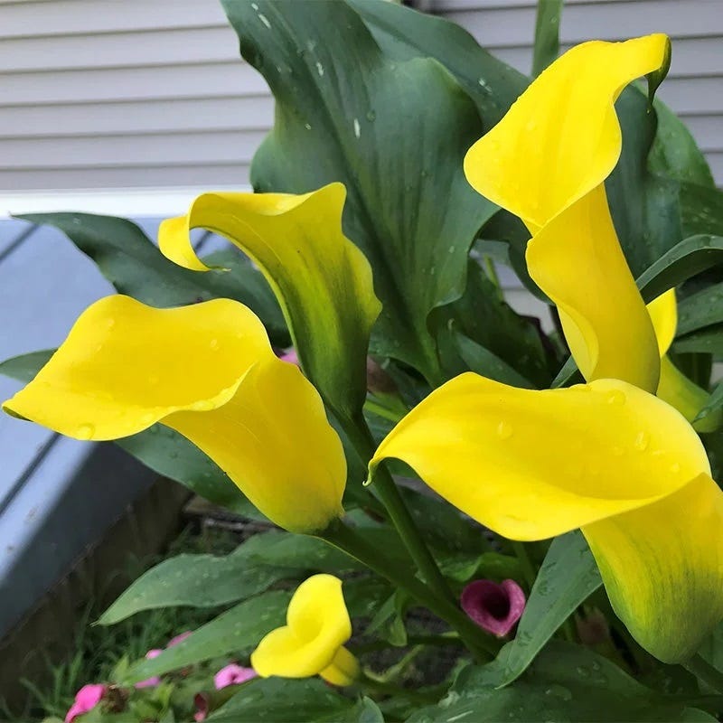 Colorful Cutting Garden Bulb Collection