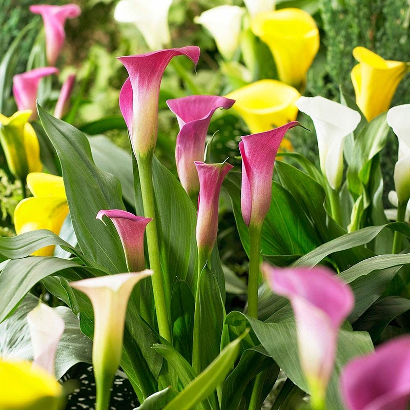 Salsa Calla Lily Mix