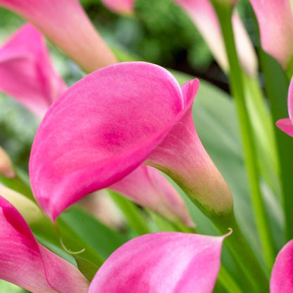 Super Gem Calla Lily