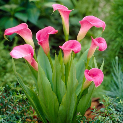 Super Gem Calla Lily