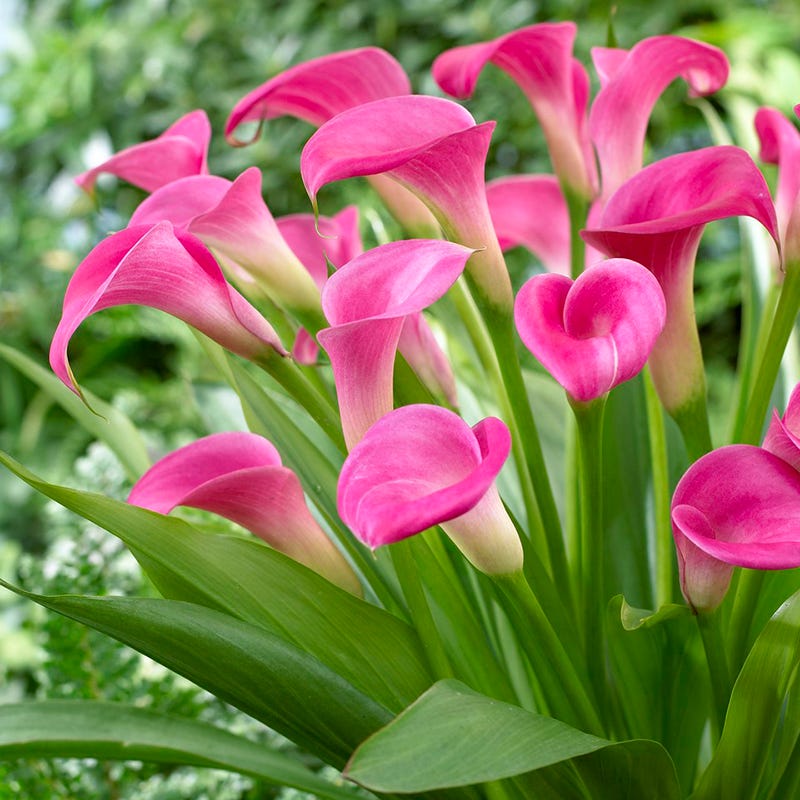 Elegance Bouquet Collection (Late-Summer Flowers)