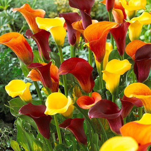 calla lily flower in spanish Tequila Sunrise Calla Lily Mix, Zantedeschia
