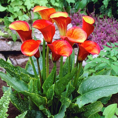 Flame Calla Lily
