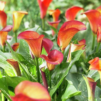 Flame Calla Lily