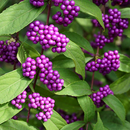 Plump And Plentiful™ Amethyst Beautyberry