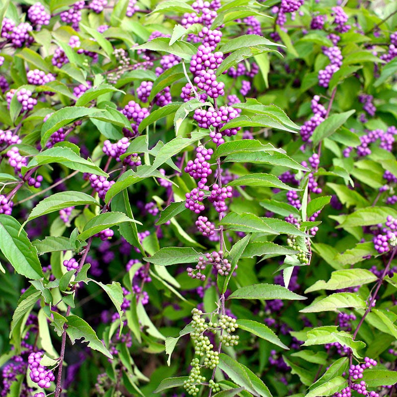 Plump And Plentiful™ Amethyst Beautyberry