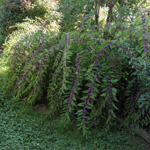 Plump And Plentiful™ Amethyst Beautyberry