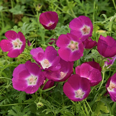 Bush's Poppy Mallow Seeds