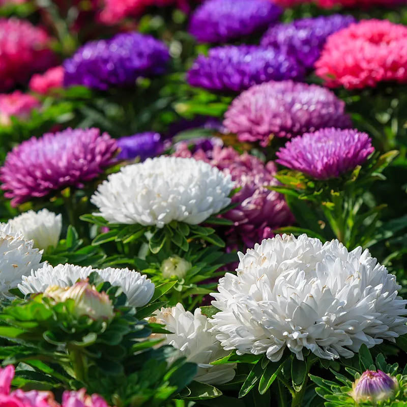 Callistephus chinensis Powder Puff Mix