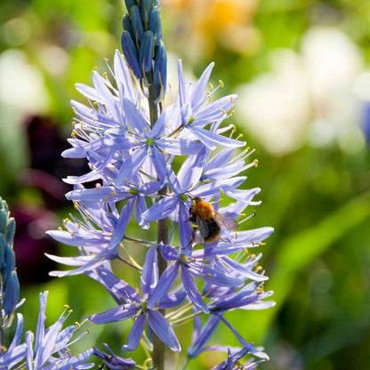 Blue River Bulb Collection