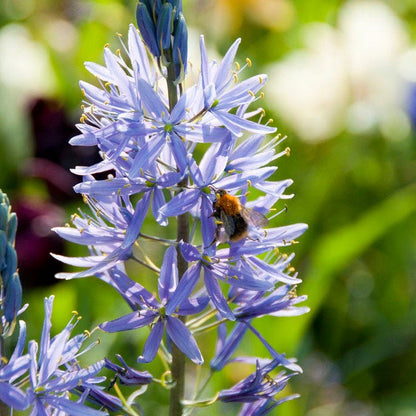 blue lily flower for sale Camassia Lily, Camassia leichtinii