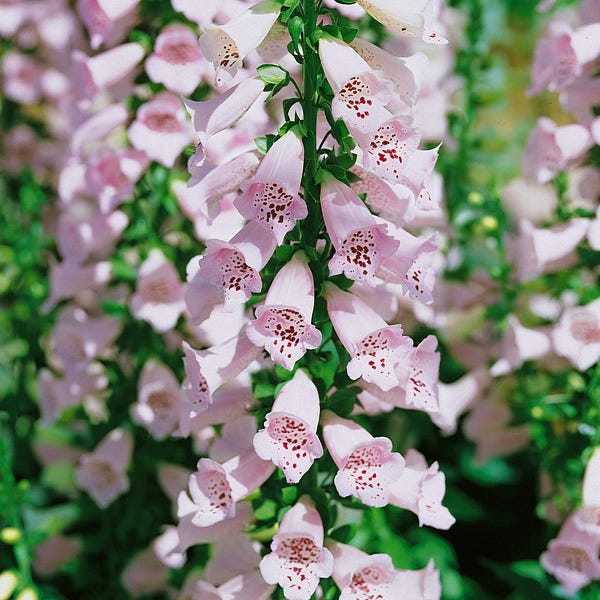 Mini Moonlight Plant Collection