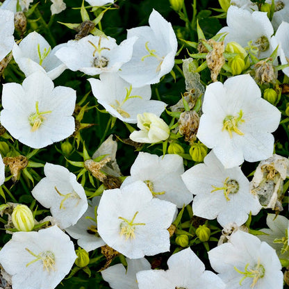 Rapido White Bellflower