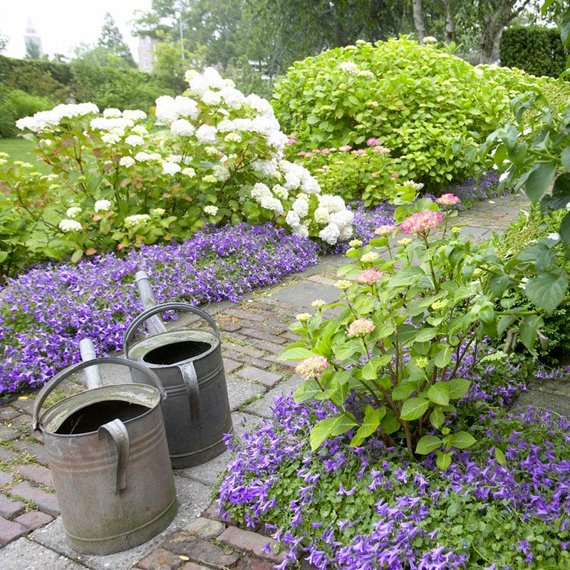 Blue Waterfall Bellflower, Campanula