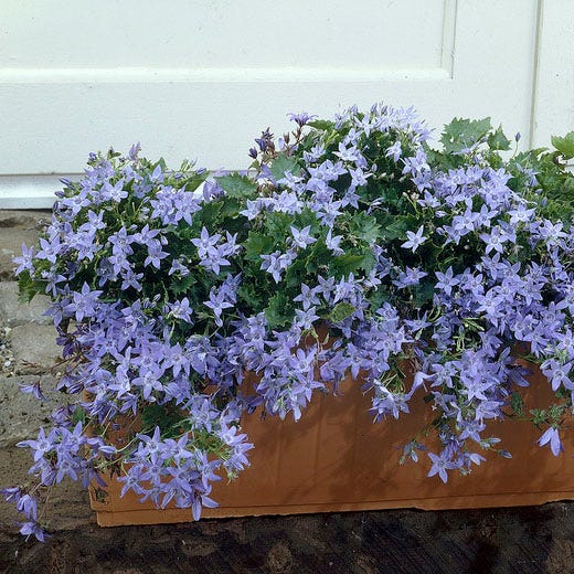 Blue Waterfall Bellflower