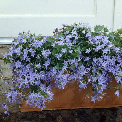 Blue Waterfall Bellflower