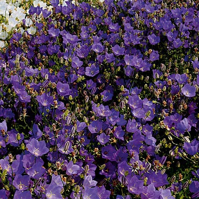 Bellflower Blue Clips