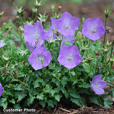 Bellflower Blue Clips