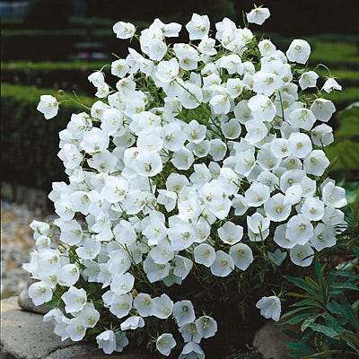 Bellflower White Clips
