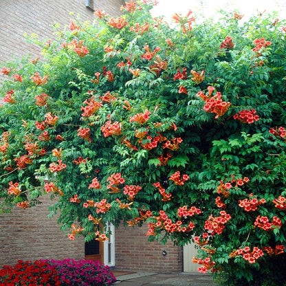 Flamenco Trumpet Vine