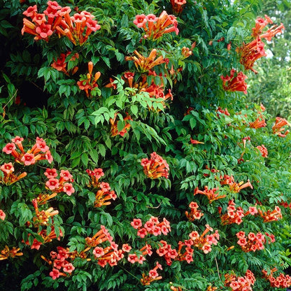 Flamenco Trumpet Vine