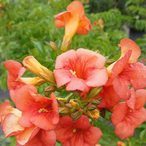 Summer Jazz® Fire Trumpet Vine