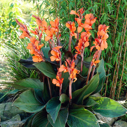 Wyoming Canna Lily