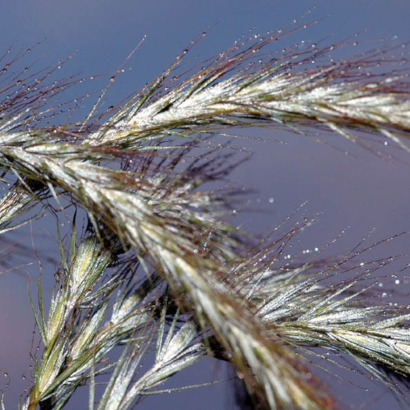 Canada Wild Rye Grass Seeds