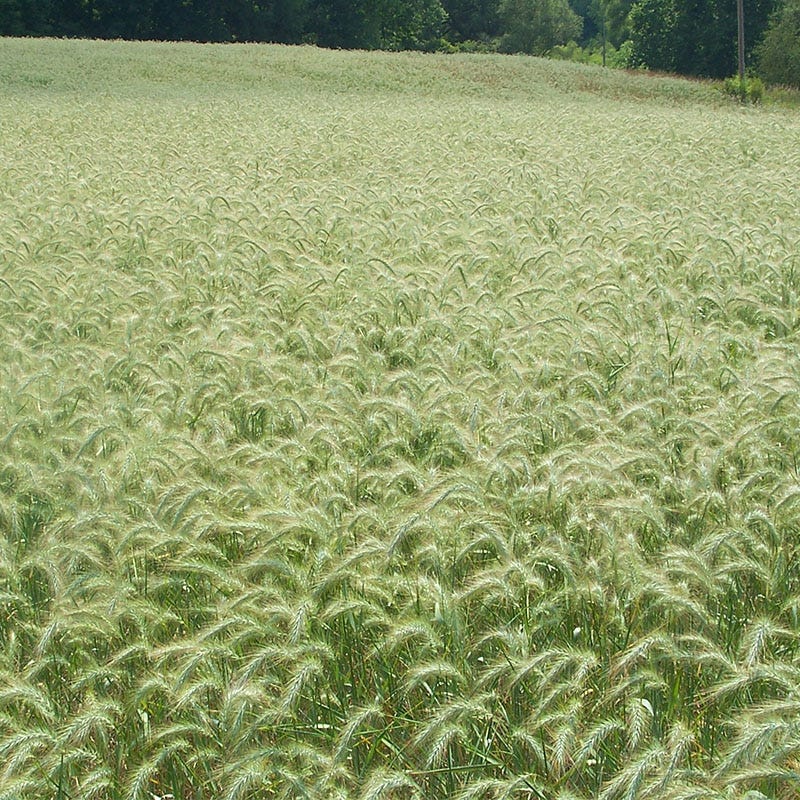 Canada Wild Rye Grass Seeds