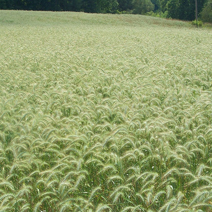 Canada Wild Rye Grass Seeds