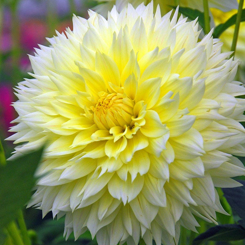 Canary Fubuki Fimbriata Dahlia