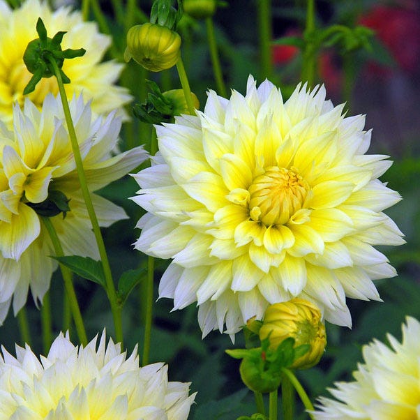 Canary Fubuki Fimbriata Dahlia - Thumbnail 2