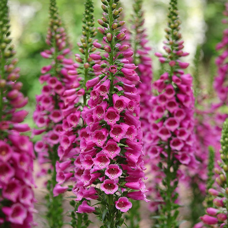 Fuchsia Cottage Garden Plant Collection - Thumbnail 2